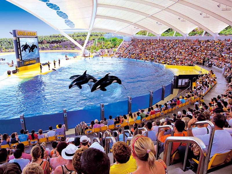 Loro Parque Tenerife Excursiones Tenerife